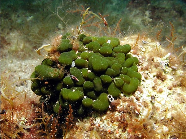 Codium coralloides